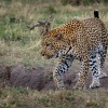 Levhart skvrnity - Panthera pardus - Leopard o8547